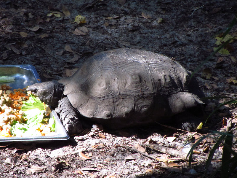 Sante-Fe-Community-College-Teaching-Zoo-Gainesville-FL-038