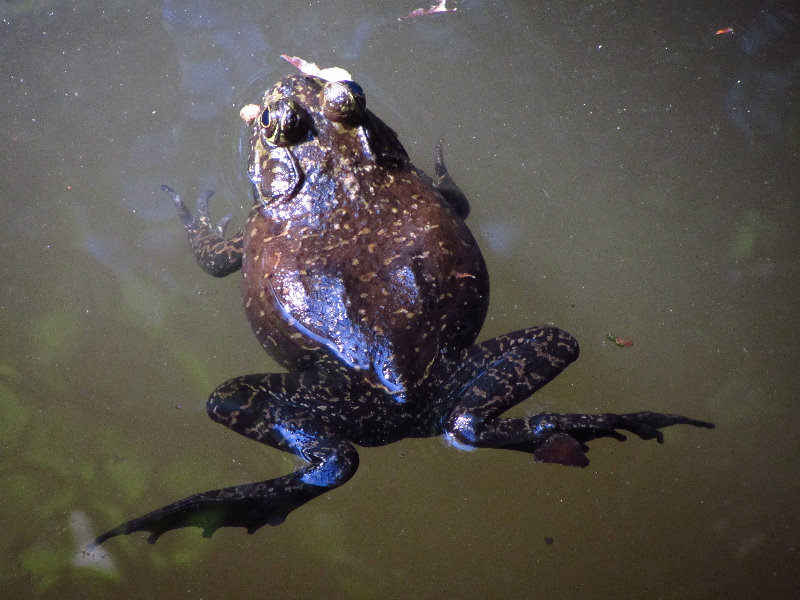 Sante-Fe-Community-College-Teaching-Zoo-Gainesville-FL-040