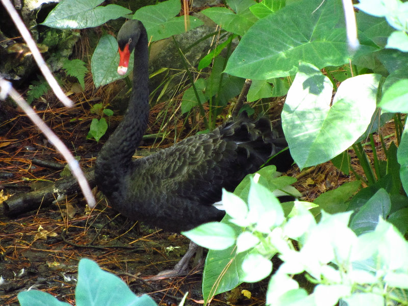 Sante-Fe-Community-College-Teaching-Zoo-Gainesville-FL-043