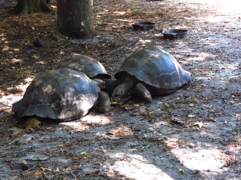 Sante-Fe-Community-College-Teaching-Zoo-Gainesville-FL-044