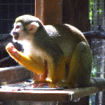 Santa Fe Community College Teaching Zoo - Gainesville, FL