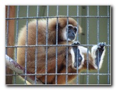 Sante-Fe-Community-College-Teaching-Zoo-Gainesville-FL-005