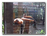 Sante-Fe-Community-College-Teaching-Zoo-Gainesville-FL-015