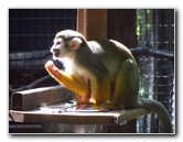 Sante-Fe-Community-College-Teaching-Zoo-Gainesville-FL-023