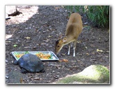 Sante-Fe-Community-College-Teaching-Zoo-Gainesville-FL-035
