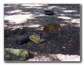 Sante-Fe-Community-College-Teaching-Zoo-Gainesville-FL-036