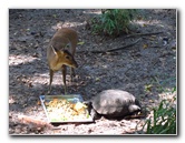 Sante-Fe-Community-College-Teaching-Zoo-Gainesville-FL-039