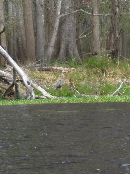 Sante-Fe-River-High-Springs-Florida-022