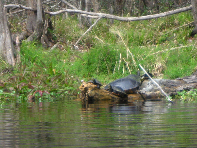 Sante-Fe-River-High-Springs-Florida-033