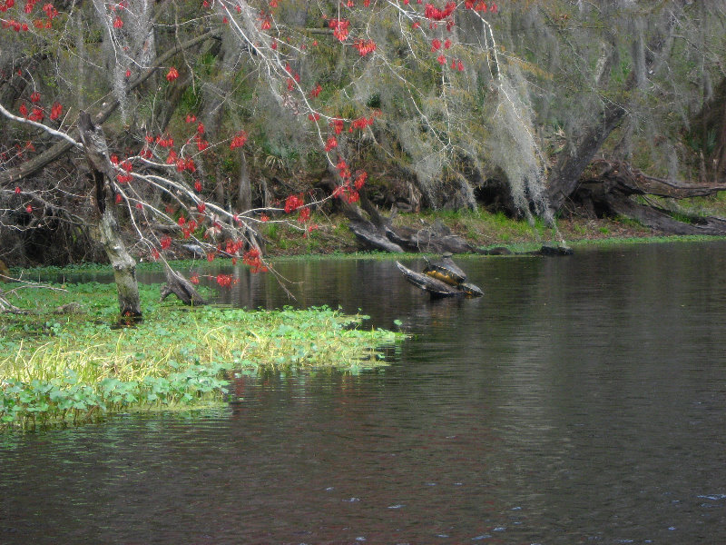 Sante-Fe-River-High-Springs-Florida-036