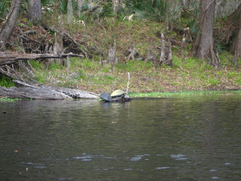 Sante-Fe-River-High-Springs-Florida-038