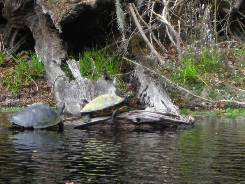 Sante-Fe-River-High-Springs-Florida-041