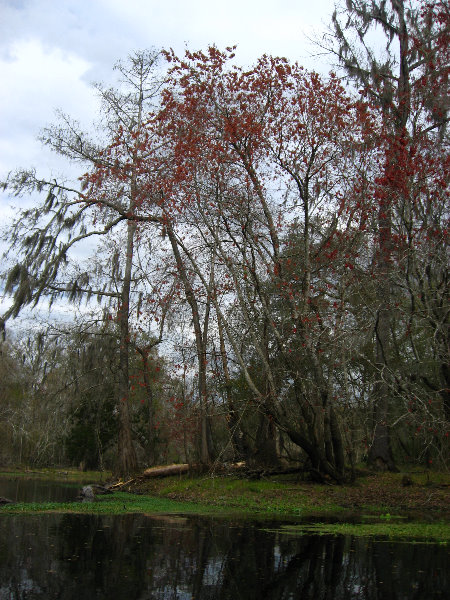 Sante-Fe-River-High-Springs-Florida-050