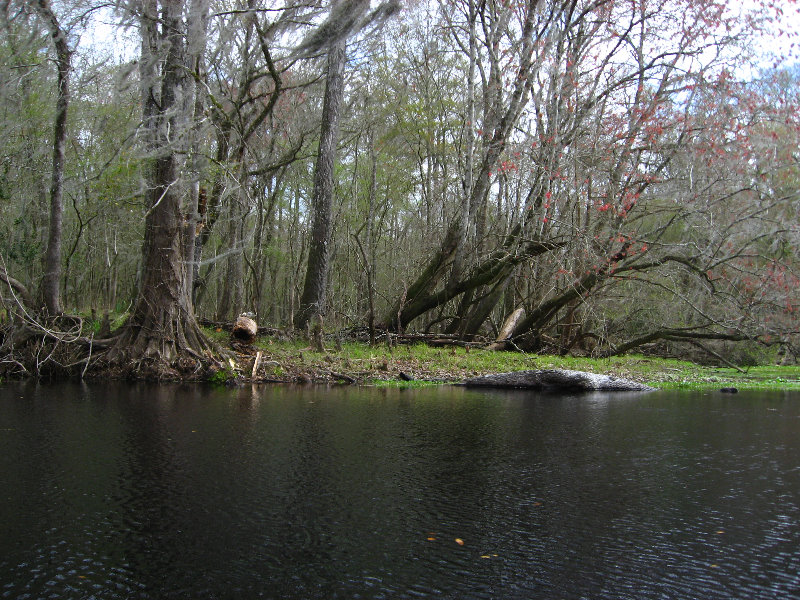 Sante-Fe-River-High-Springs-Florida-052