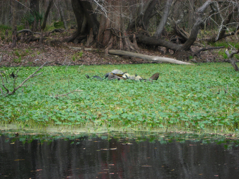 Sante-Fe-River-High-Springs-Florida-055