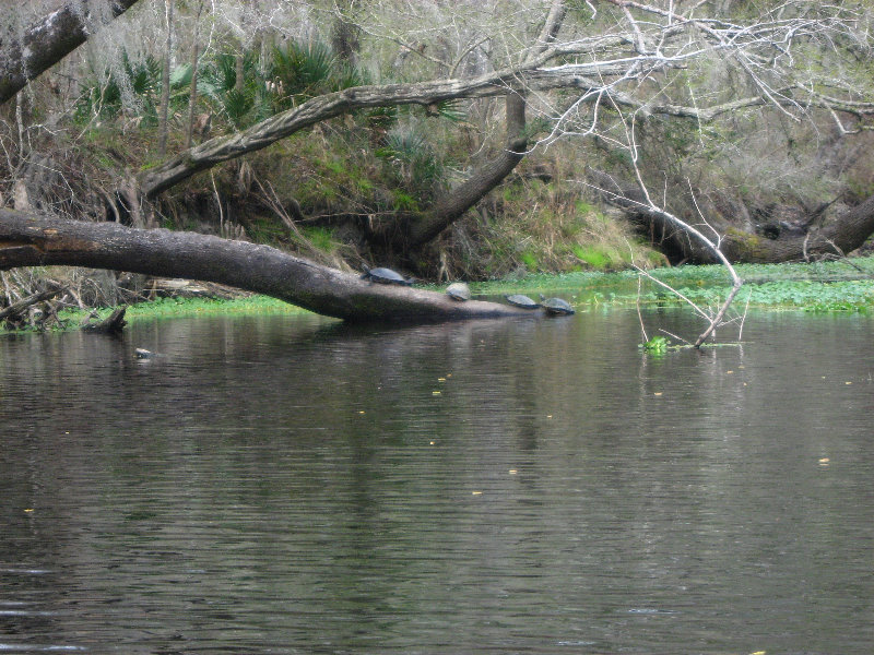 Sante-Fe-River-High-Springs-Florida-059