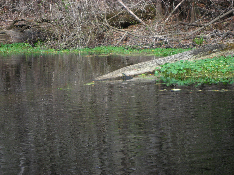 Sante-Fe-River-High-Springs-Florida-060