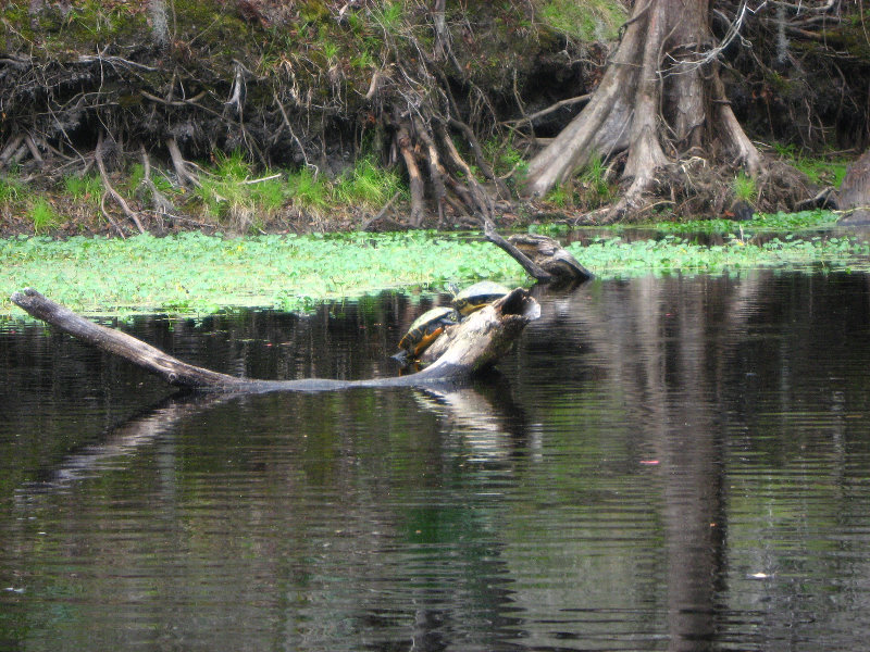 Sante-Fe-River-High-Springs-Florida-061