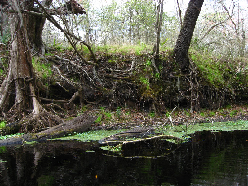 Sante-Fe-River-High-Springs-Florida-066