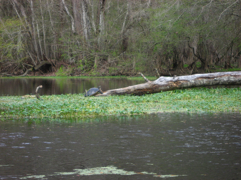 Sante-Fe-River-High-Springs-Florida-069