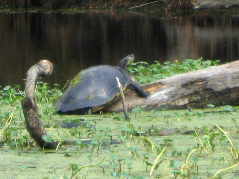 Sante-Fe-River-High-Springs-Florida-070