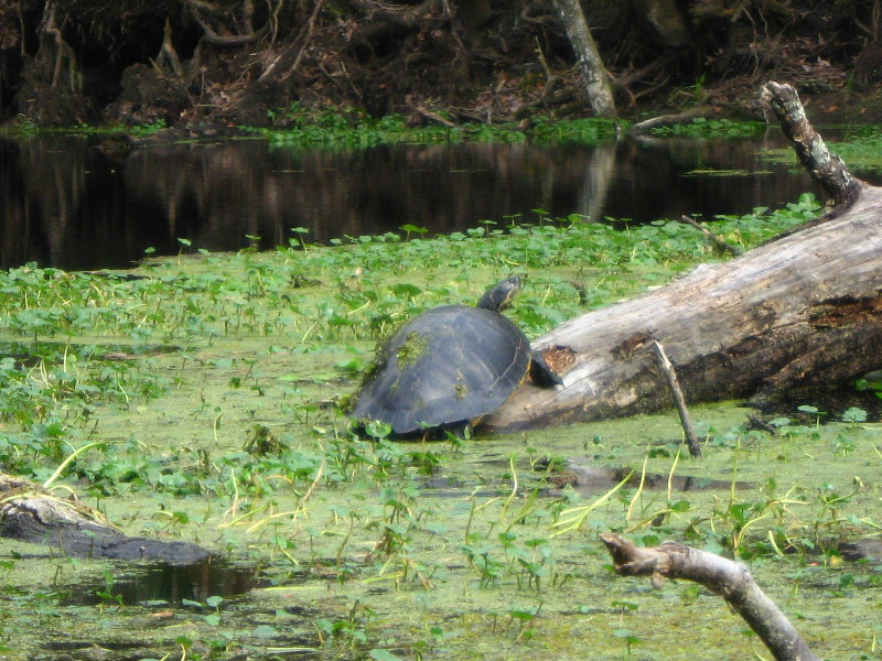 Sante-Fe-River-High-Springs-Florida-071