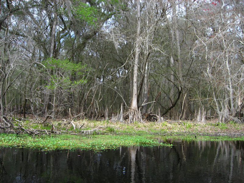 Sante-Fe-River-High-Springs-Florida-078