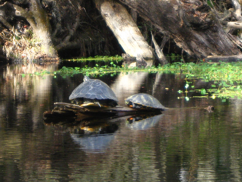 Sante-Fe-River-High-Springs-Florida-080