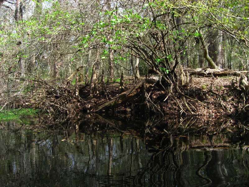 Sante-Fe-River-High-Springs-Florida-082