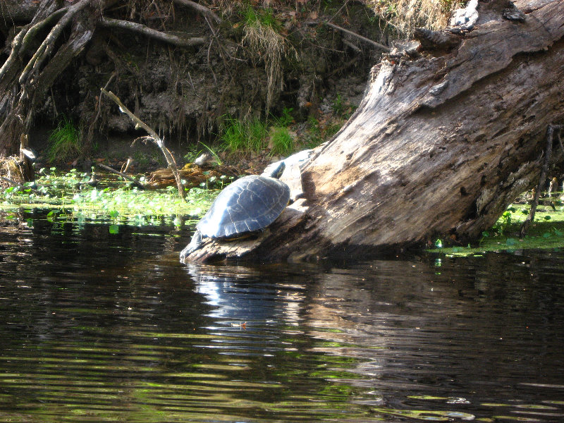 Sante-Fe-River-High-Springs-Florida-084