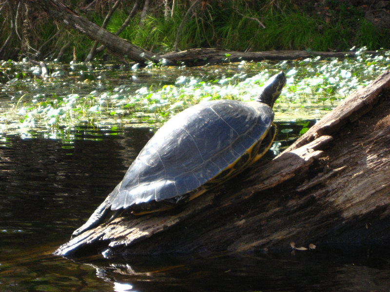 Sante-Fe-River-High-Springs-Florida-085