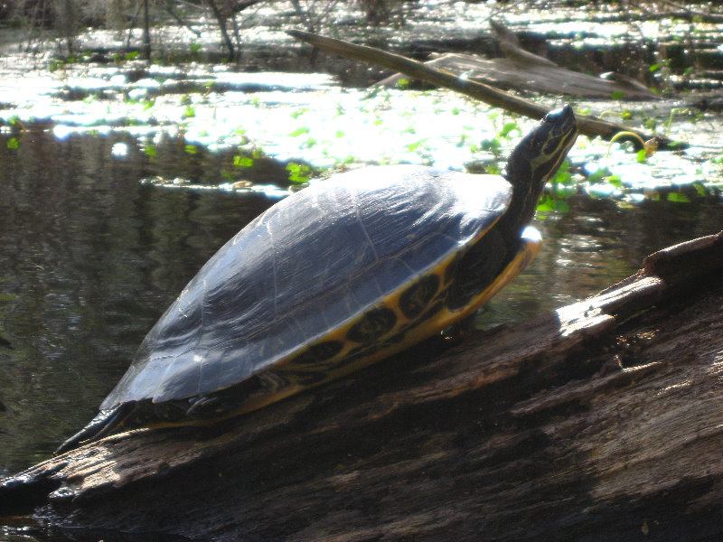 Sante-Fe-River-High-Springs-Florida-086