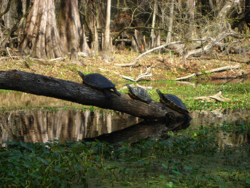 Sante-Fe-River-High-Springs-Florida-091