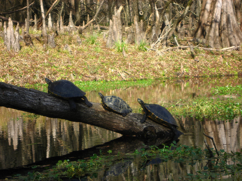 Sante-Fe-River-High-Springs-Florida-092