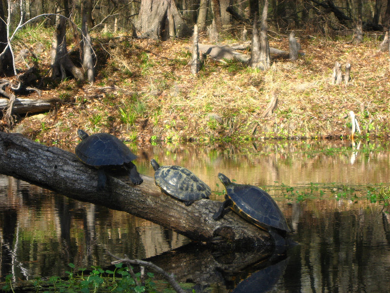 Sante-Fe-River-High-Springs-Florida-093