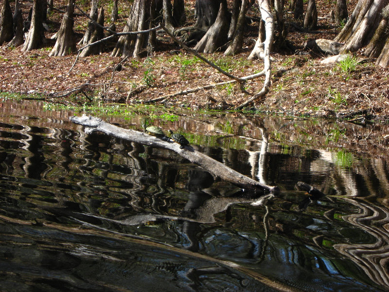 Sante-Fe-River-High-Springs-Florida-094