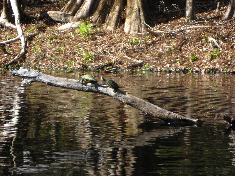 Sante-Fe-River-High-Springs-Florida-096