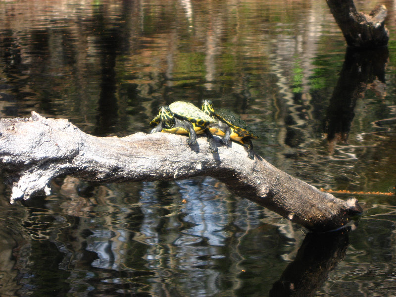 Sante-Fe-River-High-Springs-Florida-098