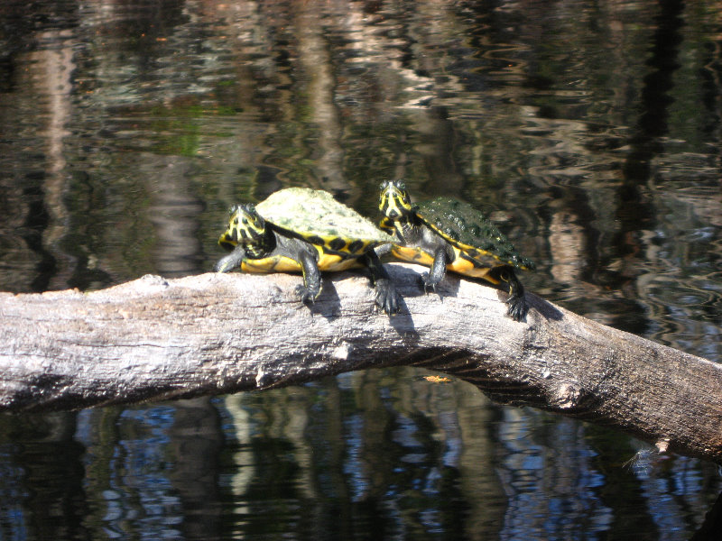 Sante-Fe-River-High-Springs-Florida-099