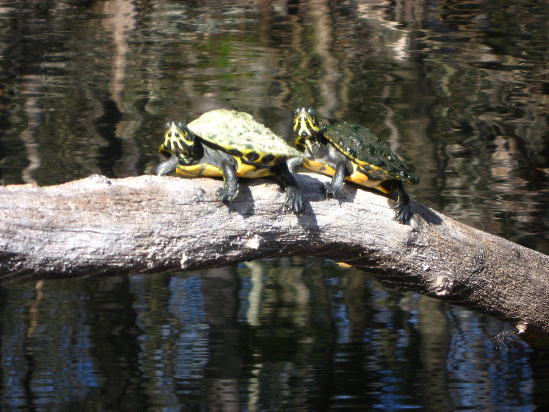 Sante-Fe-River-High-Springs-Florida-100