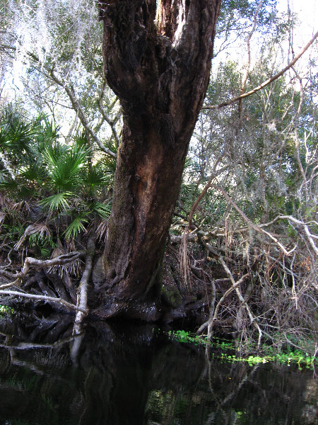 Sante-Fe-River-High-Springs-Florida-104