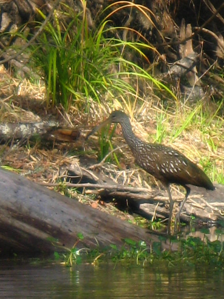 Sante-Fe-River-High-Springs-Florida-106