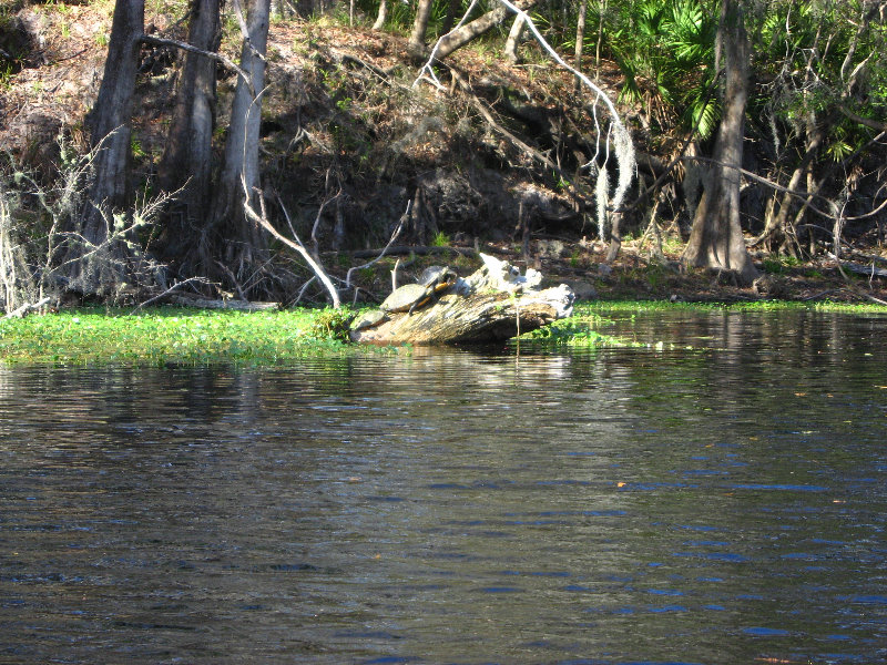 Sante-Fe-River-High-Springs-Florida-110