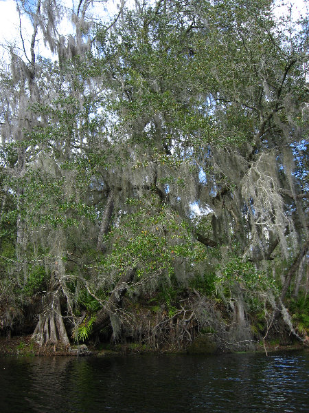 Sante-Fe-River-High-Springs-Florida-115