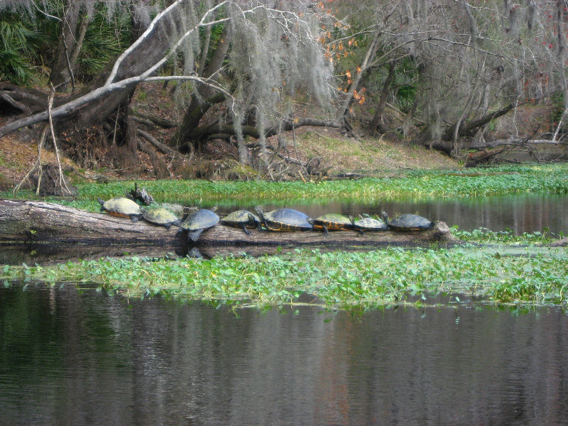 Sante-Fe-River-High-Springs-Florida-116