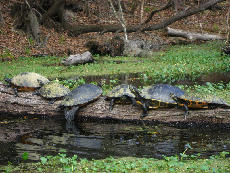 Sante-Fe-River-High-Springs-Florida-118