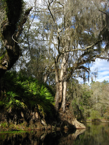 Sante-Fe-River-High-Springs-Florida-119