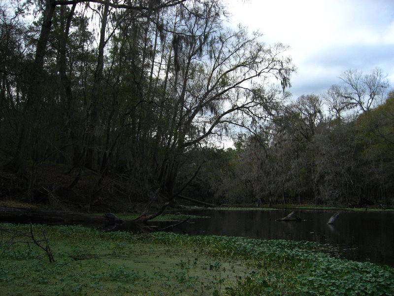 Sante-Fe-River-High-Springs-Florida-121