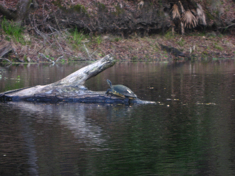 Sante-Fe-River-High-Springs-Florida-122