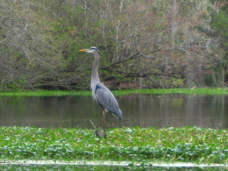 Sante-Fe-River-High-Springs-Florida-134